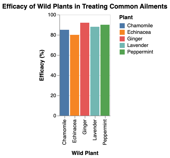 the efficacy of different wild plants in treating common ailments